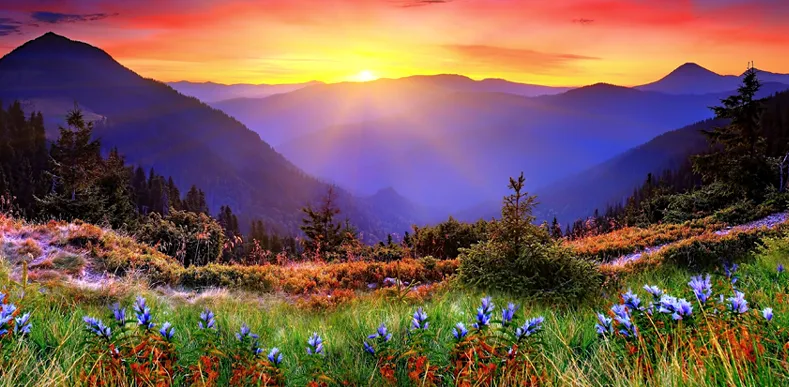 Sunrise over misty mountains, with wildflowers in the foreground.