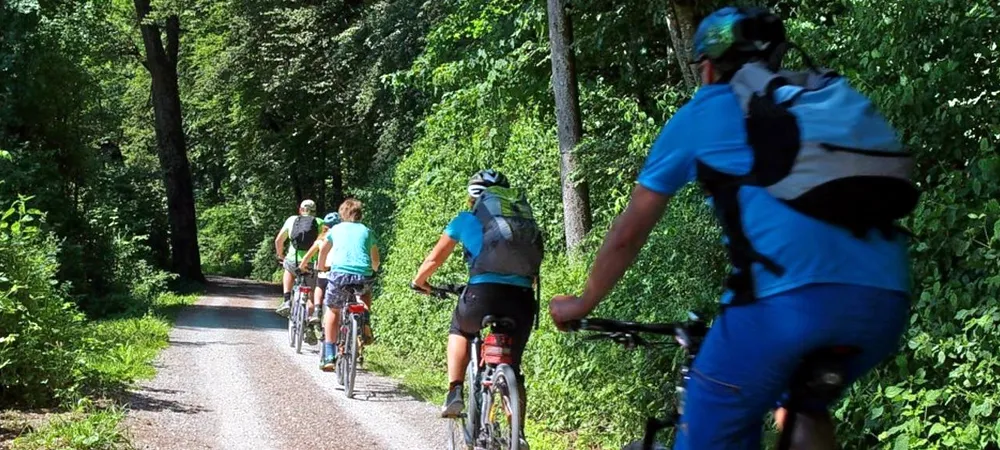 Group of cyclists on a scenic forest path